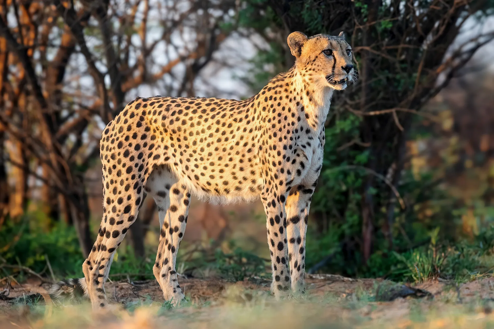 A male cheetah, facing left, photographed in South Africa