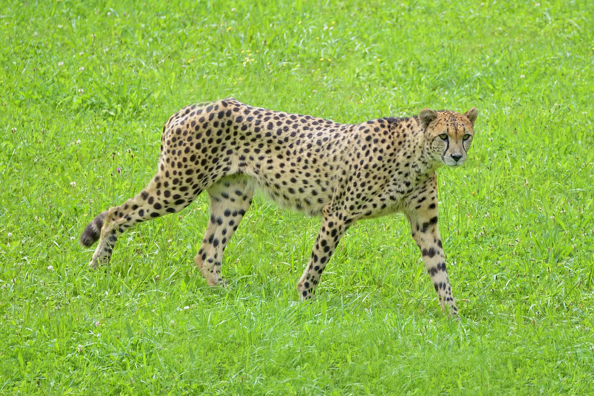 A cheetah walking, looking toward the camera